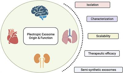 Editorial: Exosomes as Therapeutic Systems